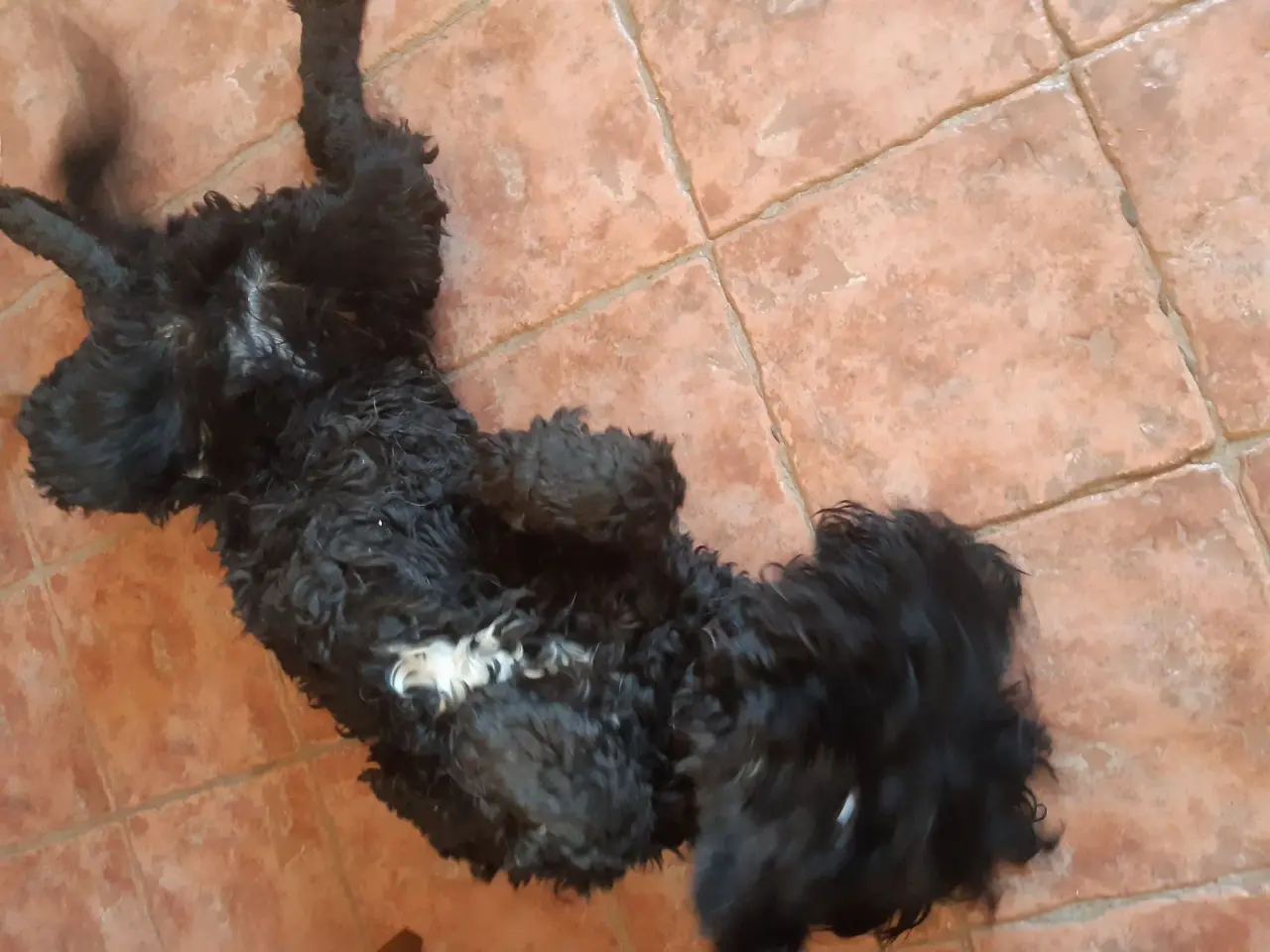 Billede 2 - Labradoodle han til parring