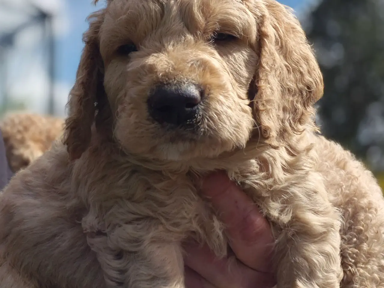 Billede 8 - Goldendoodle hvalpe - 14-21 kg