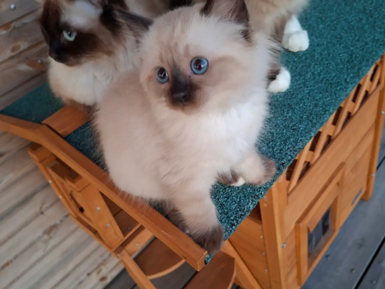 Billede 6 - Skønne Ragdoll killinger 🐾🤎
