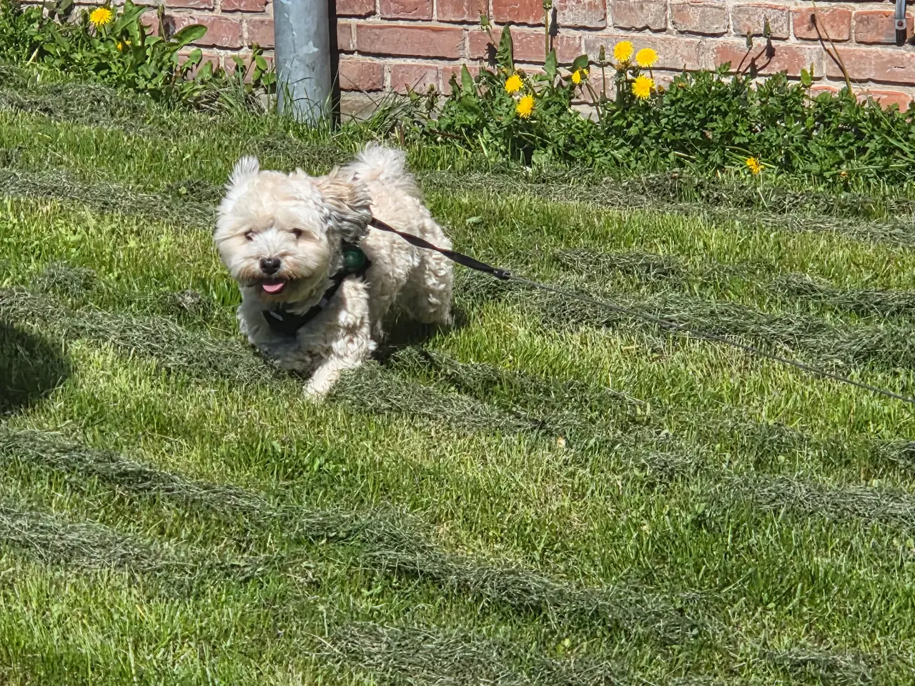 Billede 7 - Søger nyt hjem til vores elskede Eddie💔❤️
