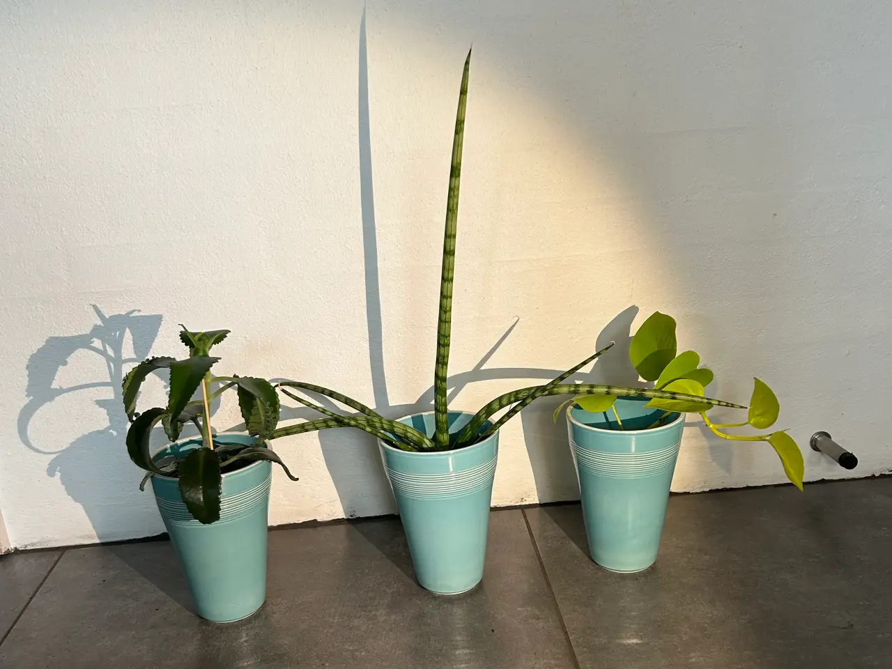 Billede 1 - Stueplanter i ens skjulere