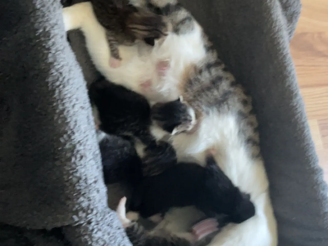 Billede 1 - Katte killinger 7 dage gamle 