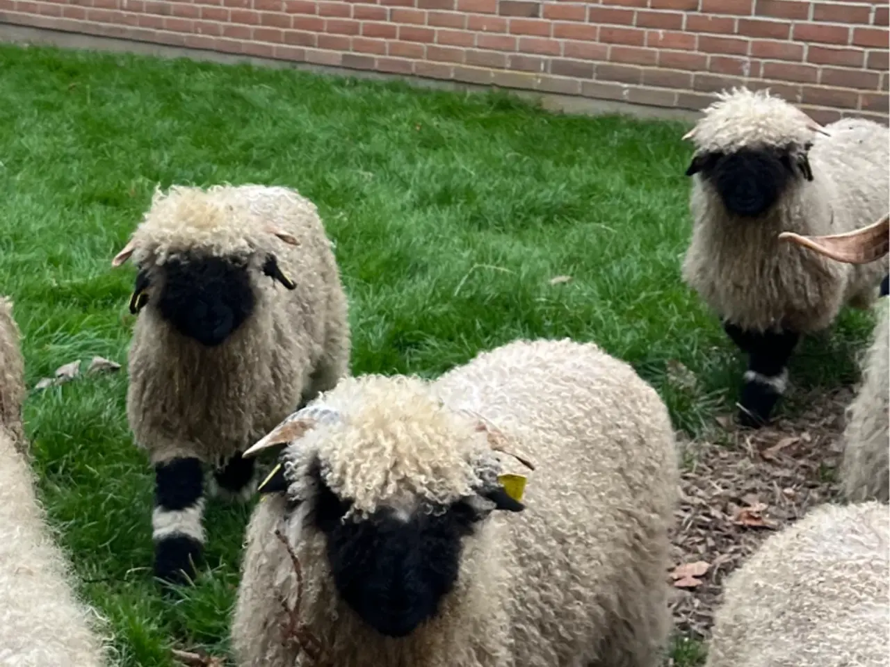 Billede 6 - Valais Blacknose væddere/Gimmere