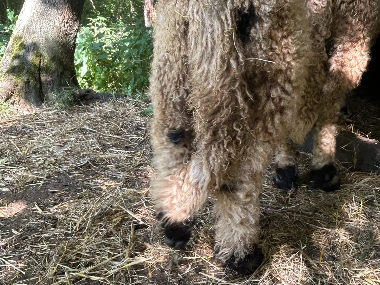 Billede 7 - Valais Blacknose gimmer lam sælges - næsten ren