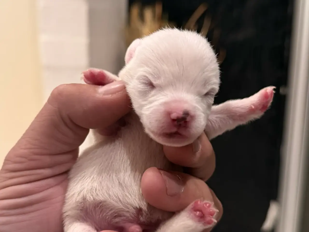 Billede 1 - Jack Russel