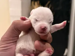 Jack Russel 