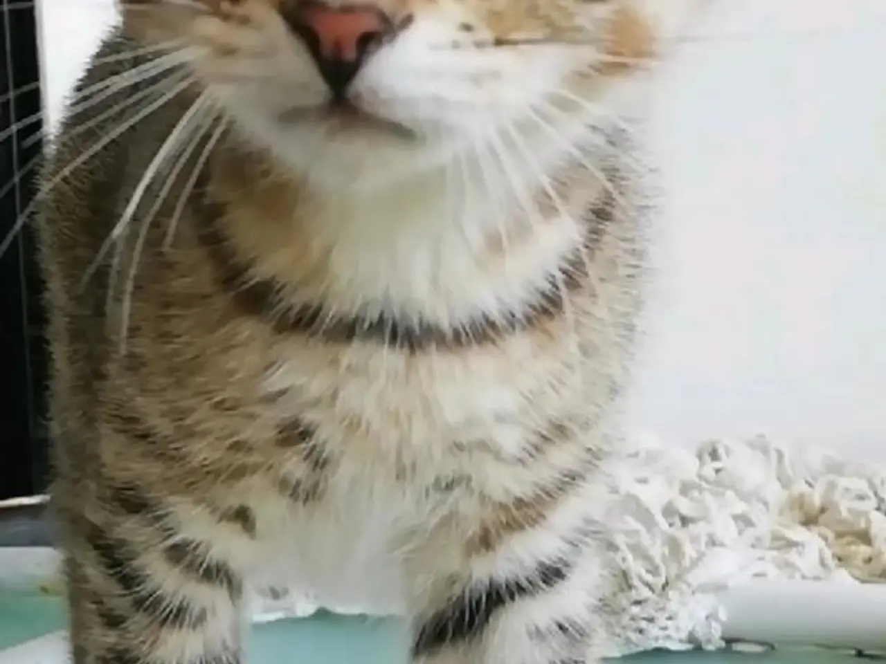 Billede 7 - Tiger – charmerende Scottish Fold han søger kærlig