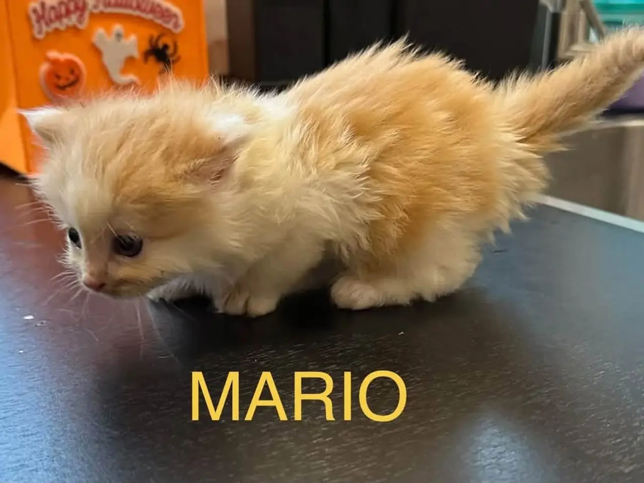 Billede 3 - Maine coon/ragdoll killinger