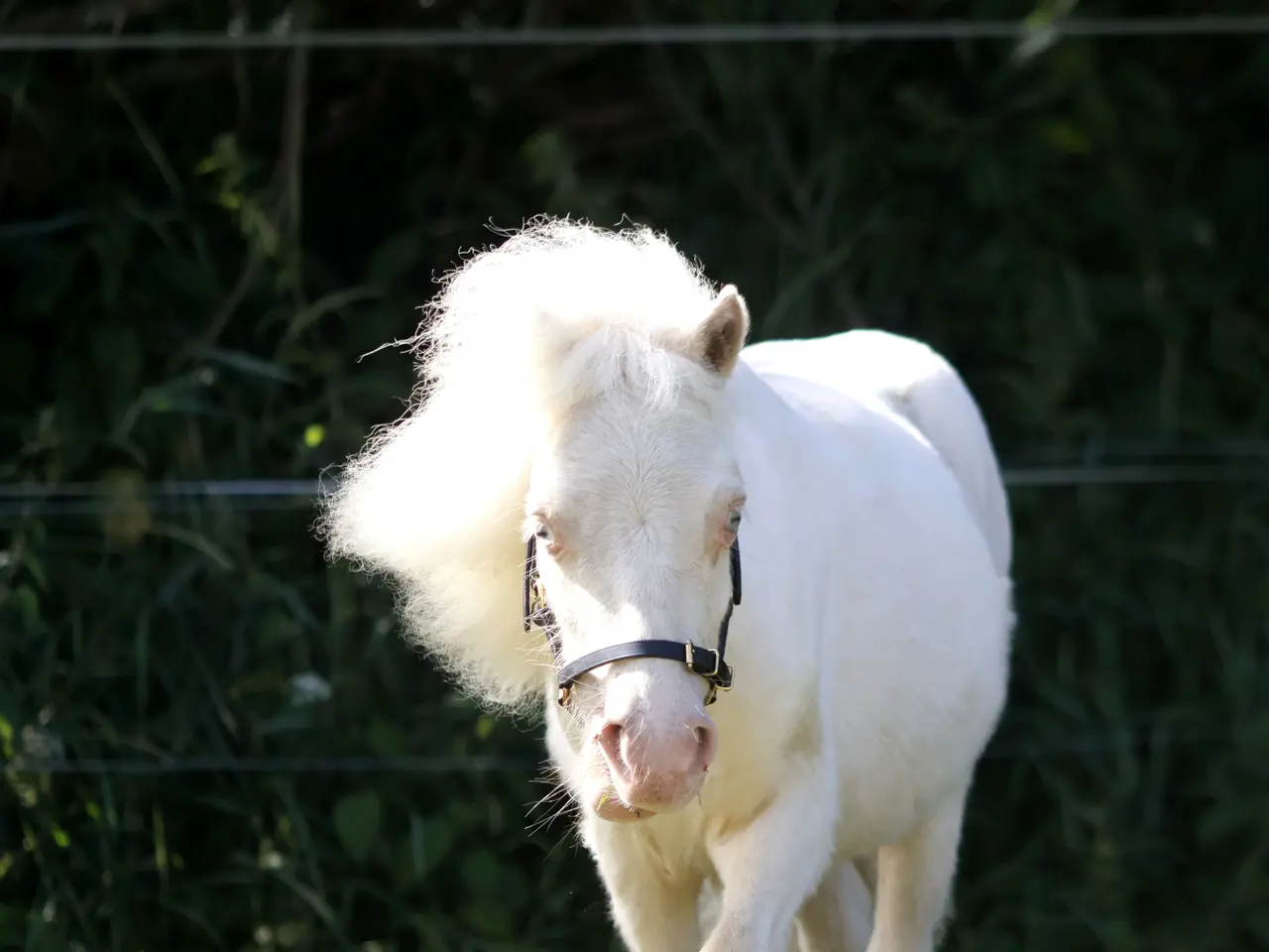 Billede 7 - Vanvittig charmerende mini shetlandspony 