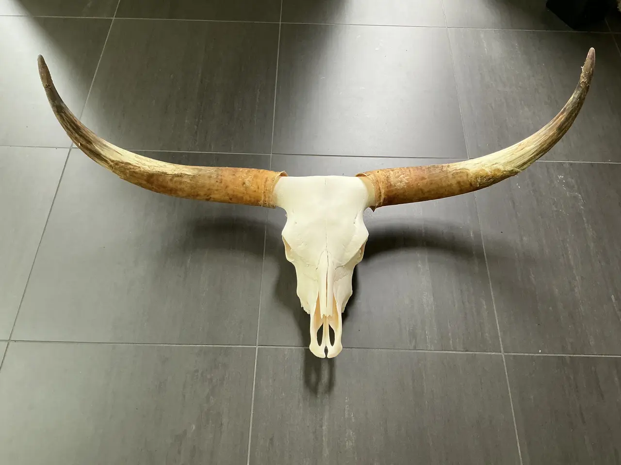 Billede 1 - Opsats af Texas Longhorn