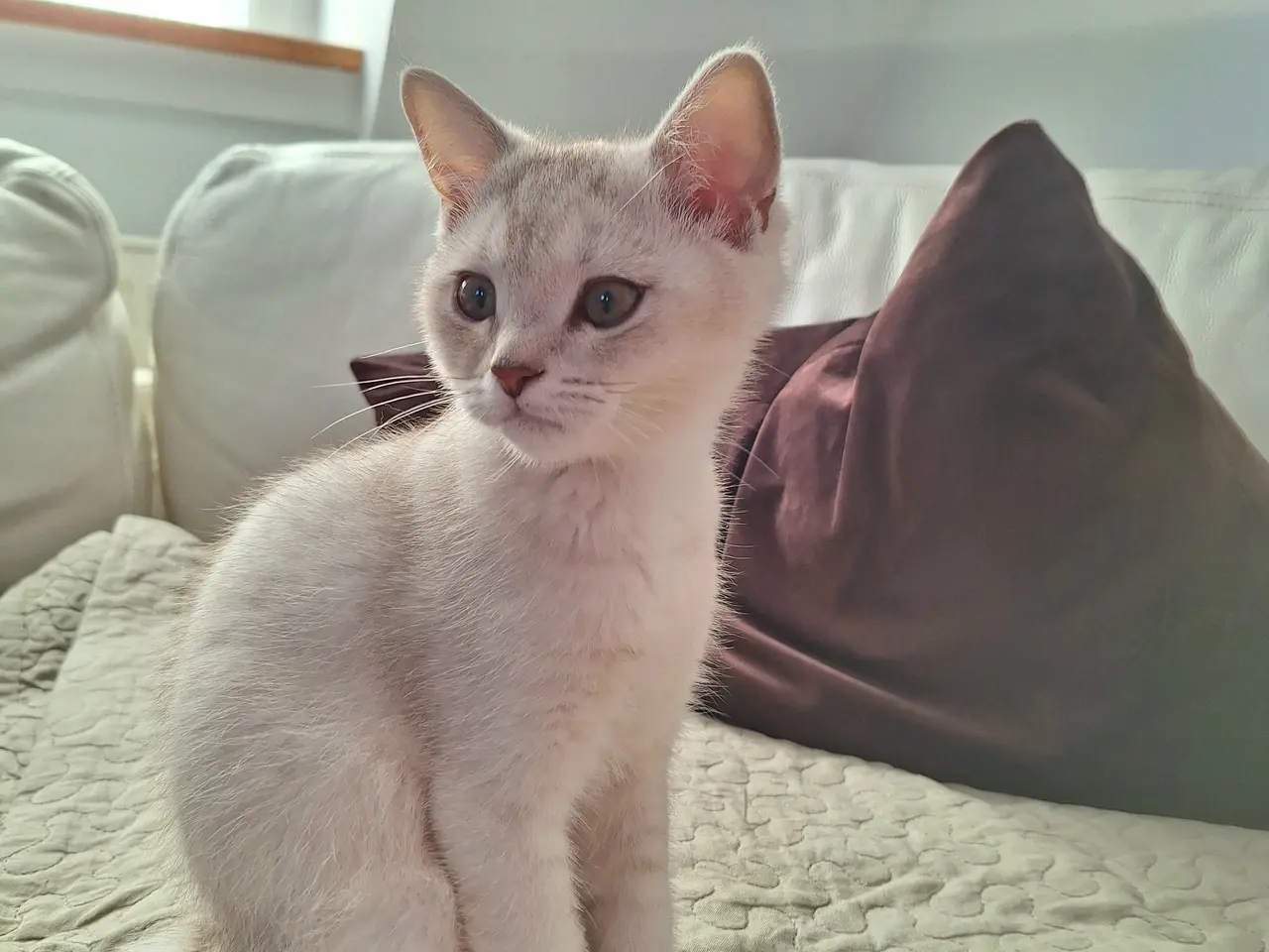 Billede 2 - British shorthair