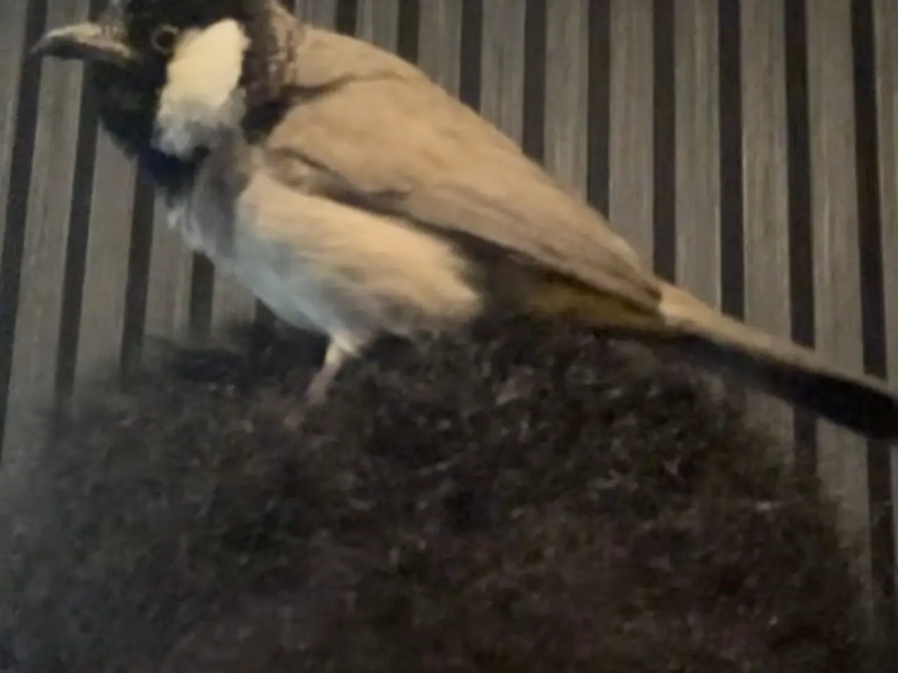 Billede 2 - Hvidkindet bulbul par 1,1
