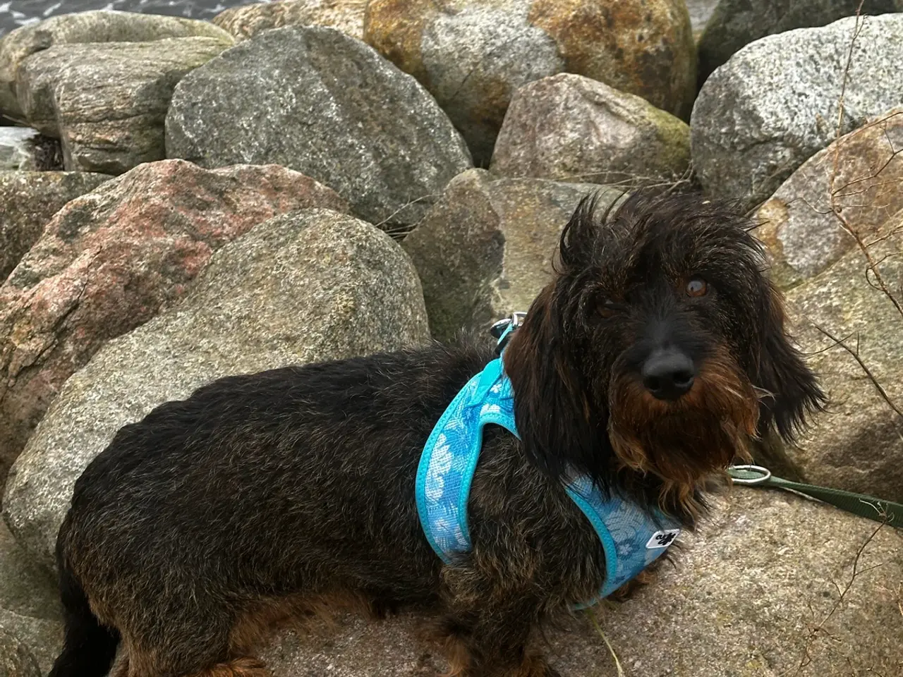 Billede 8 - Gravhund/Bichon havanais blaning