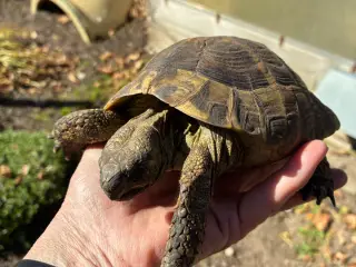 Landskildpadde han- Leo