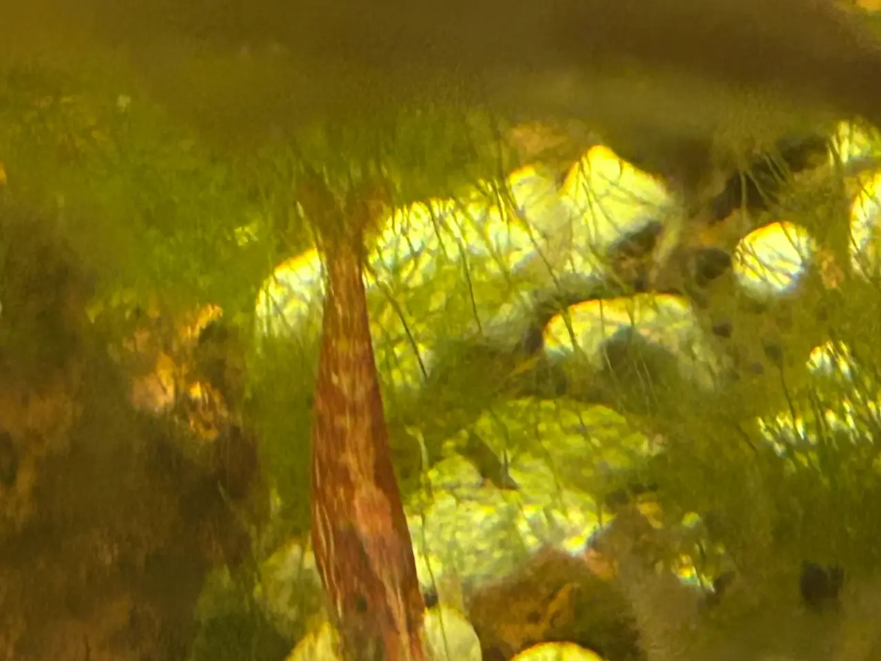 Billede 8 - 🦐🍒 Flotte Røde kirsebærrejer – Viby J