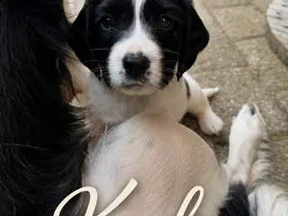 Ft springer/ Engelsk Setter