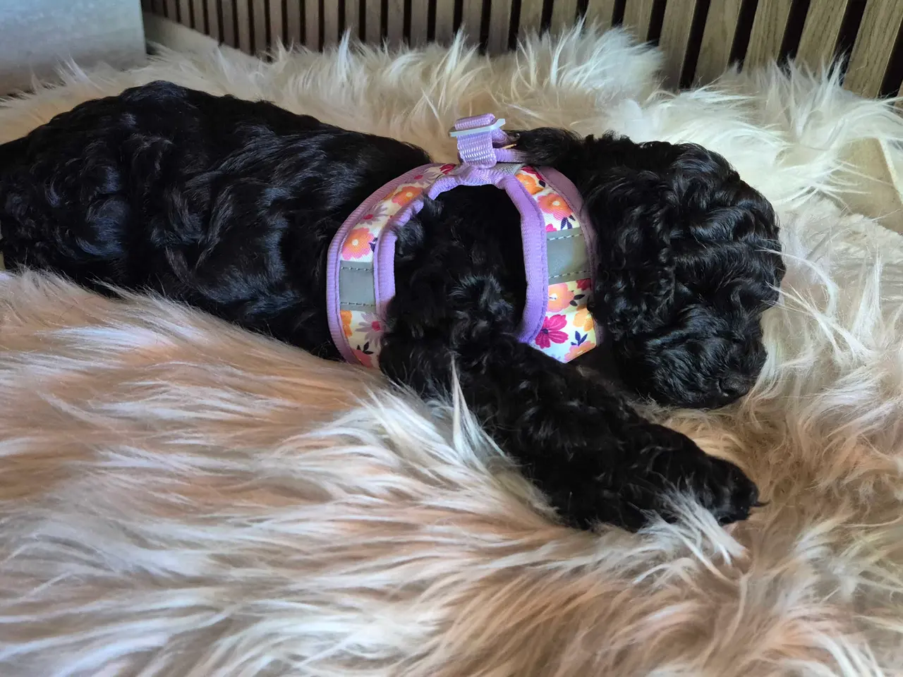 Billede 4 - Lækker cockapoo hvalp
