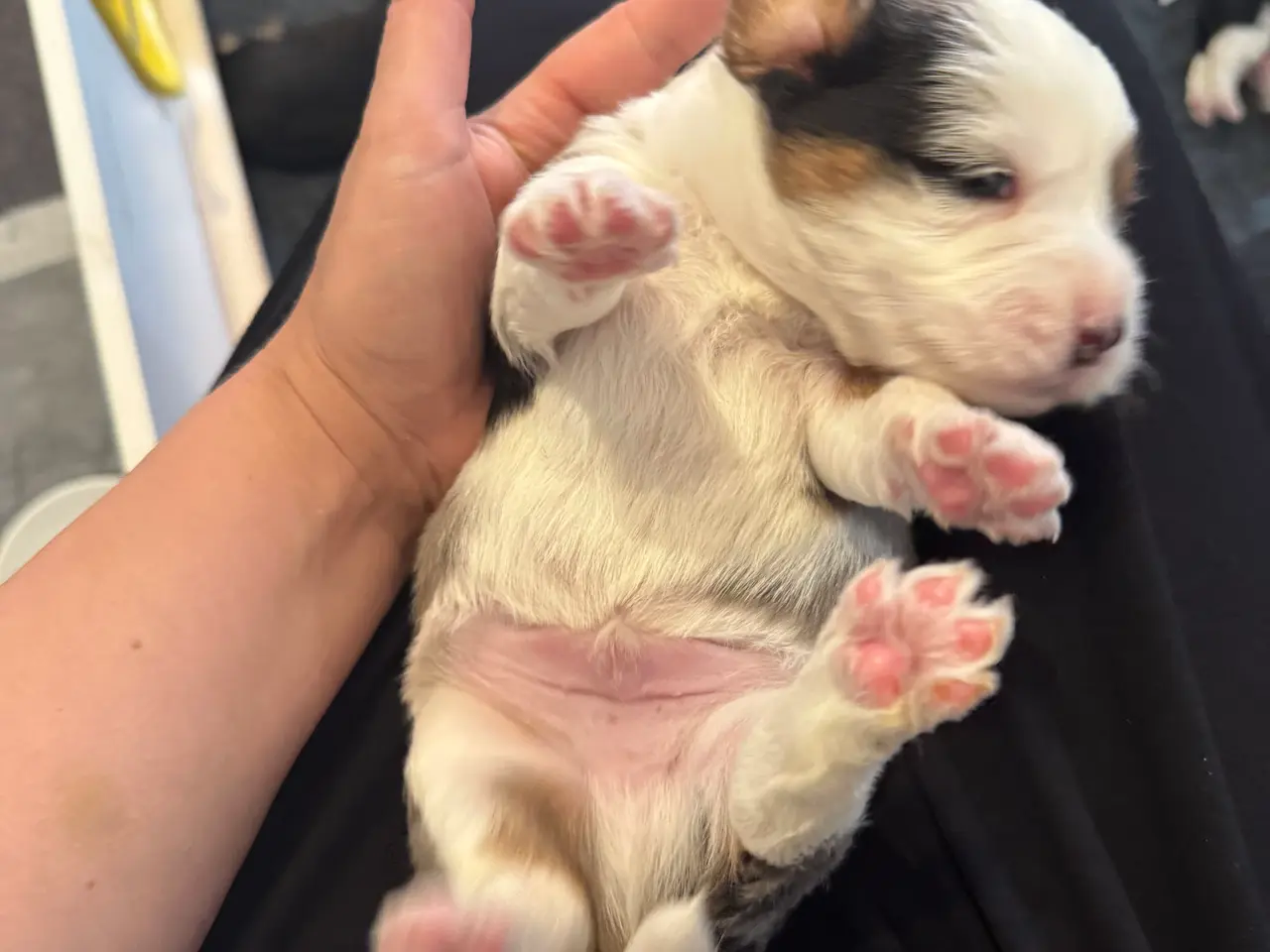 Billede 8 - Havapoo / Corgi hvalpe