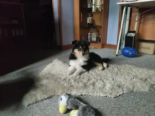 2 Collie hvalpe