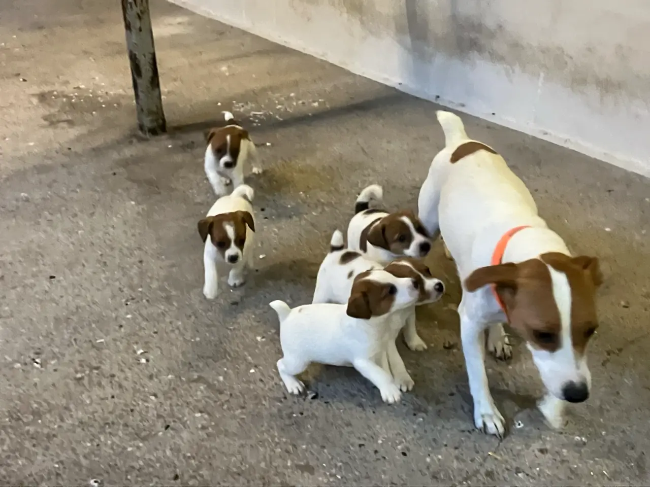 Billede 9 - Jack Russel hvalpe