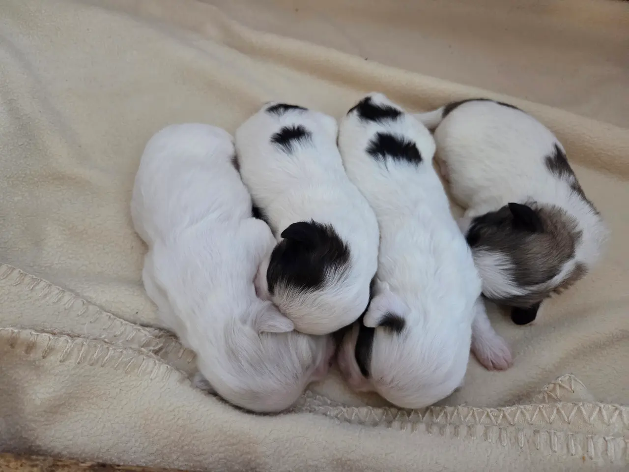 Billede 2 - Shih tzu og bomuld hvalpe 