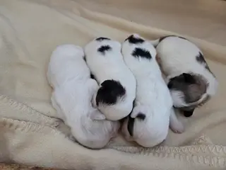 🐶 Kærlige hjem søges til vores skønne hvalpe 🐶