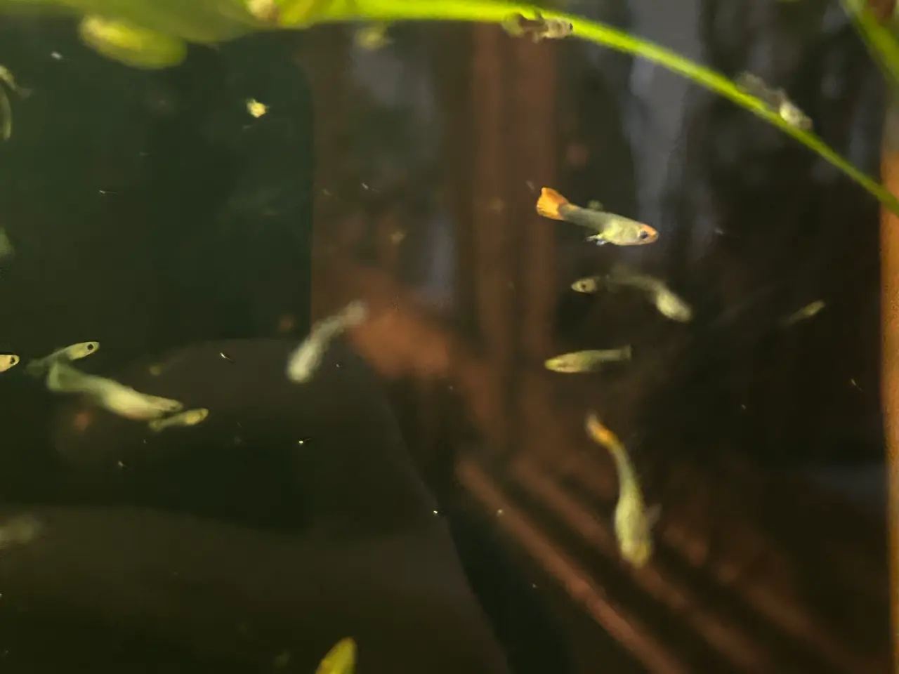Billede 3 - ❤️🐟 Rednose Dumbo Guppy – Smuk Kontrast (unger)
