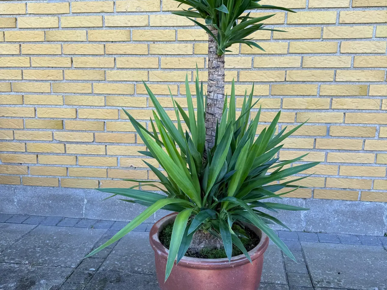 Billede 5 - Yucca palmer