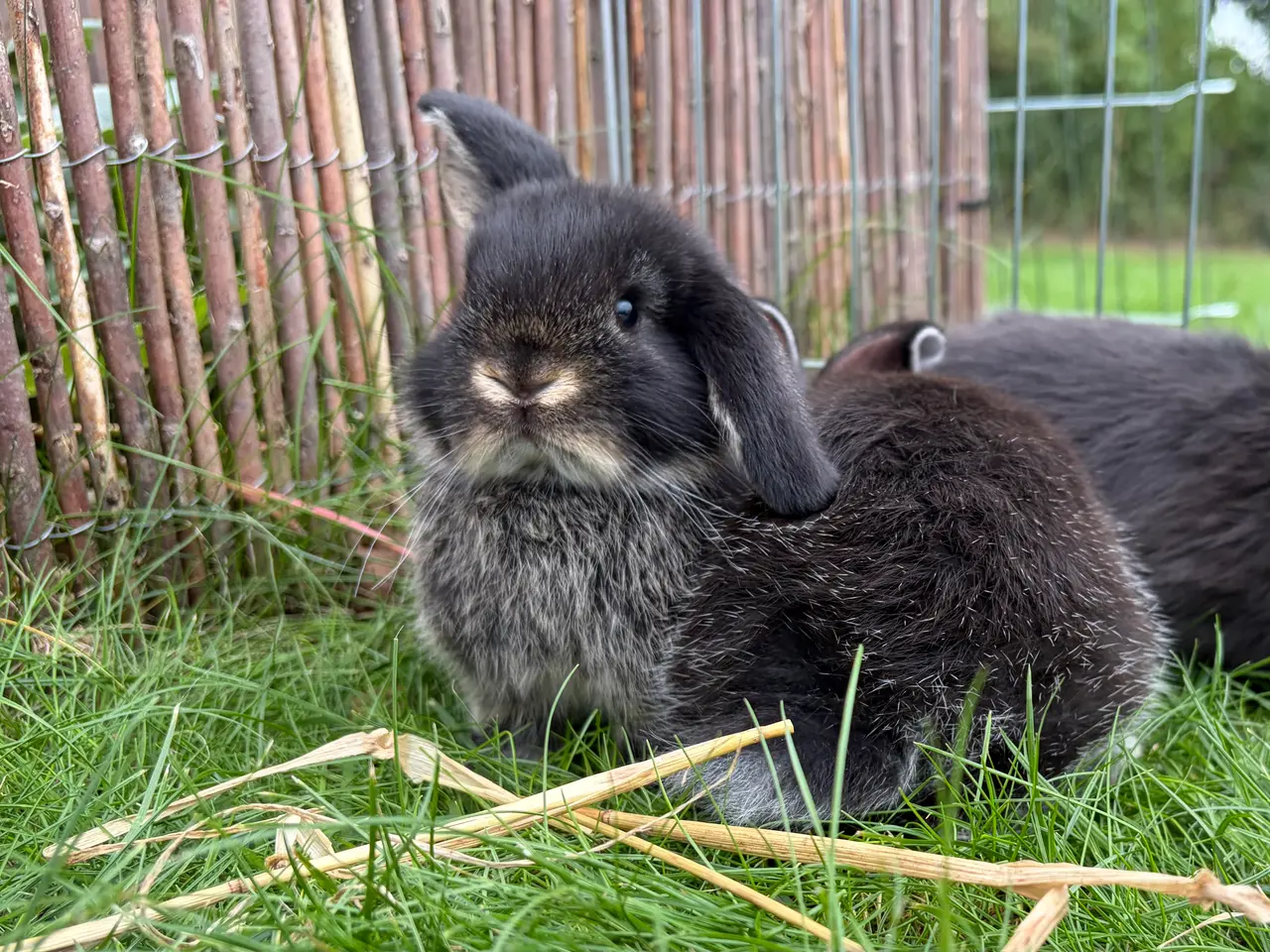 Billede 1 - Mini lop kaninunger