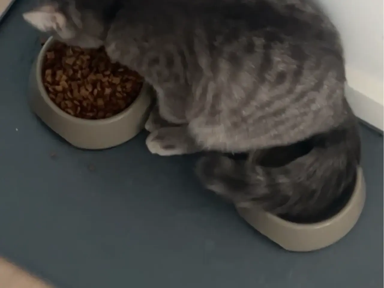 Billede 10 - Ragdoll/huskat dreng