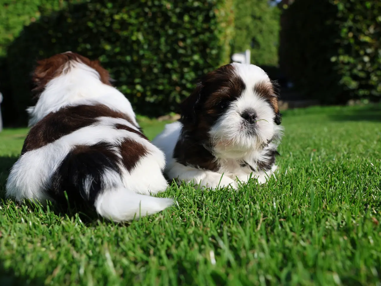 Billede 2 - Shih Tzu hundehvalpe søger nyt hjem (Tæver)