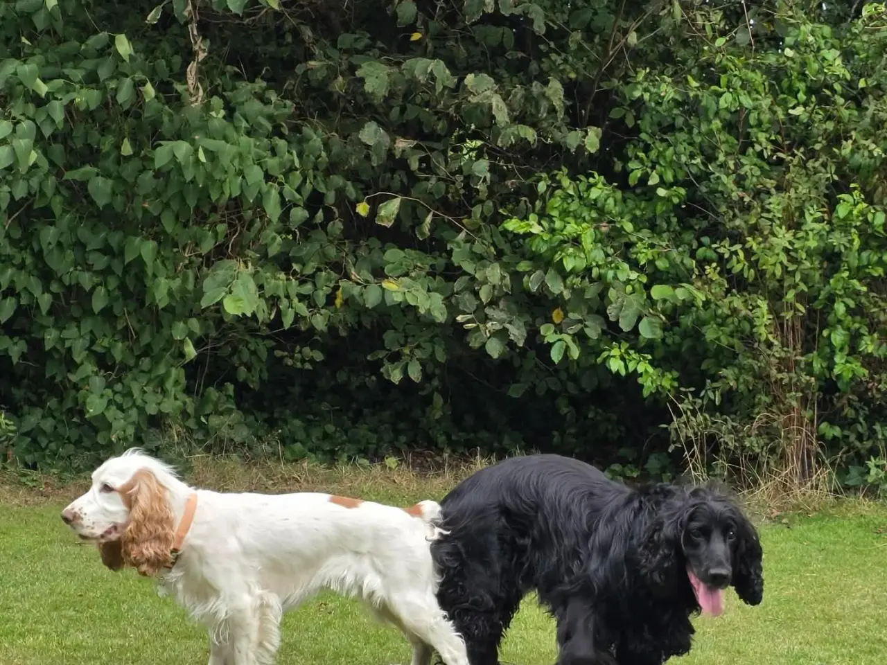 Billede 5 - Verdens lækreste engelske Cocker Spaniel-hvalpe.