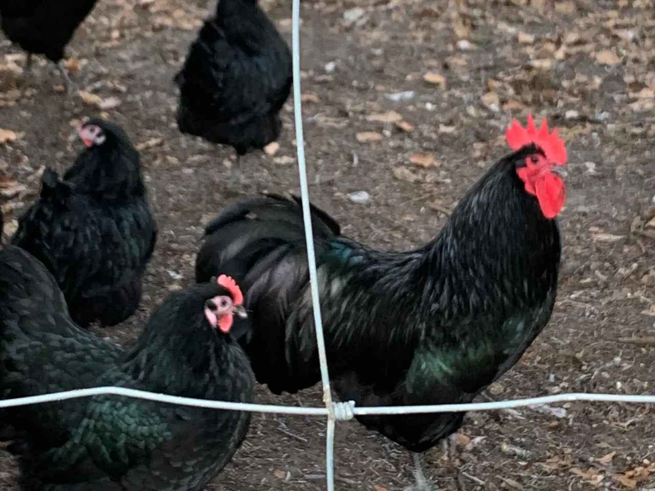 Billede 1 - Rugeæg, 10-15 stk af Australorps 