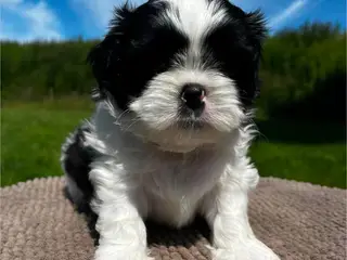 Shih Tzu hvalpe