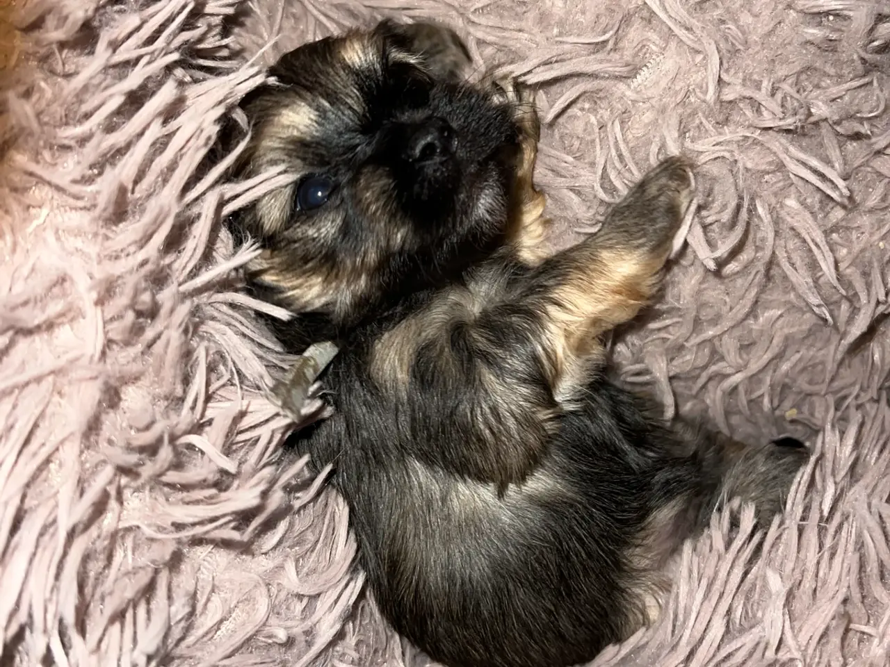 Billede 2 - Havanais - shihtzu