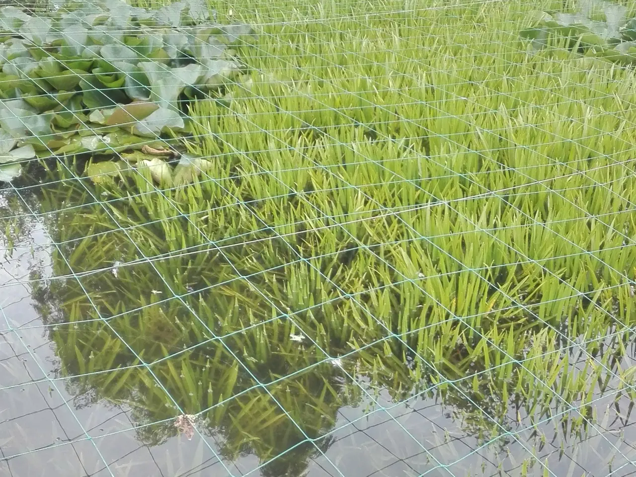 Billede 3 - Vandplante - krebseklo