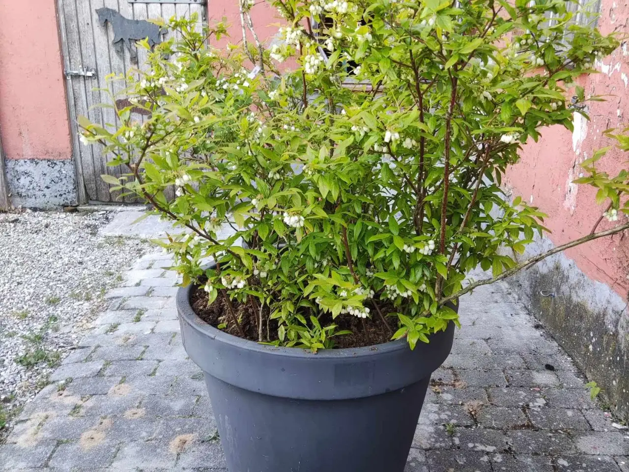 Billede 2 - Blåbær Planter