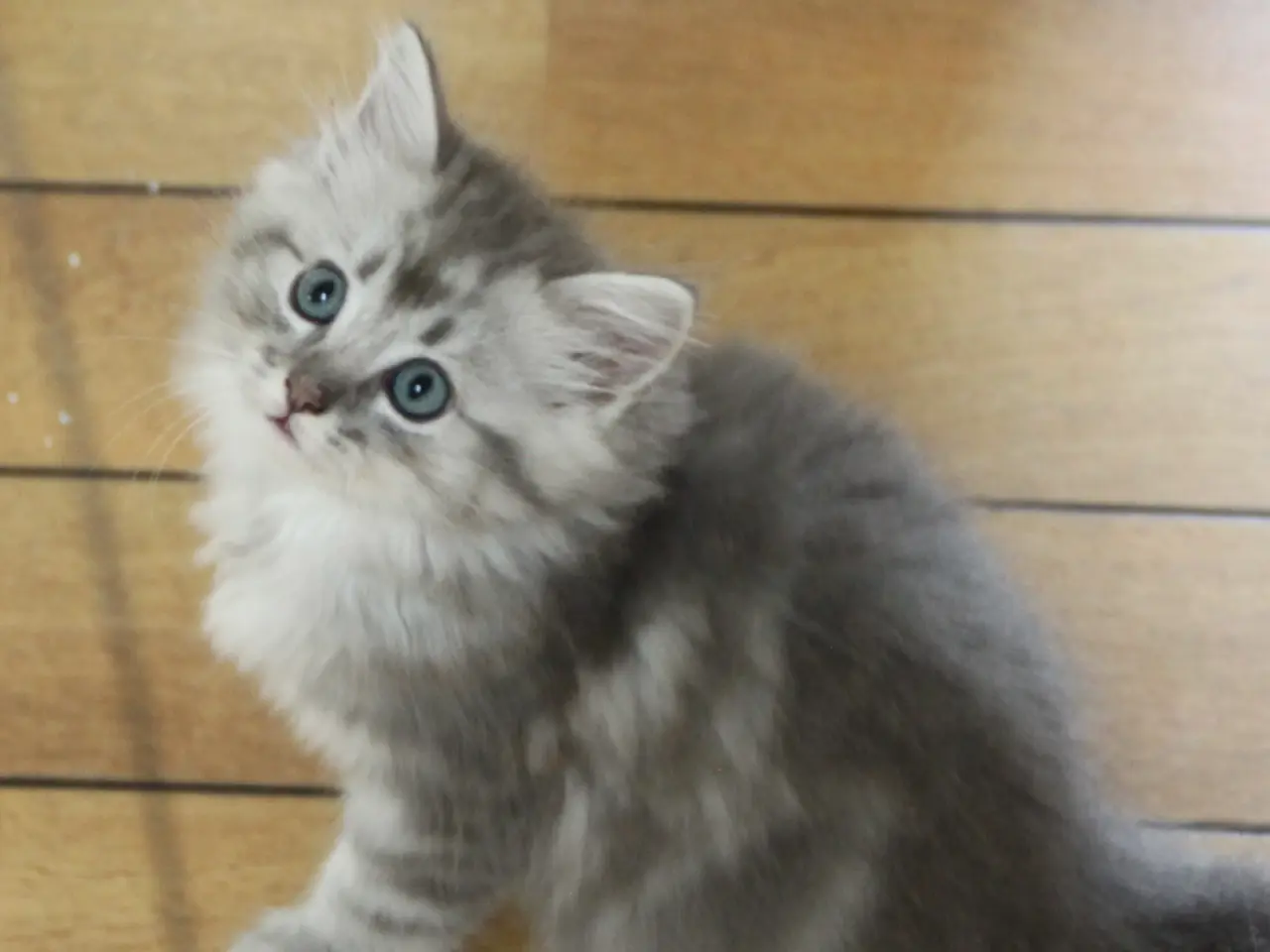 Billede 3 - Lækre 3/4 Ragdoll +1/4 perser killinger, katte