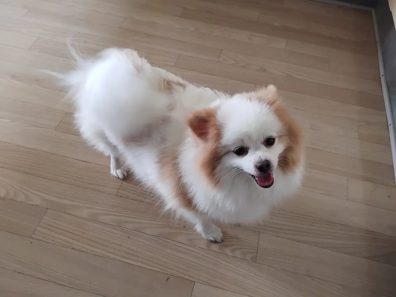 Billede 4 - Ægte Pomeranian hvalpe stk 2 dreng ægte