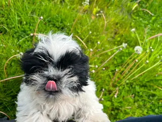 Shih Tzu hvalpe 