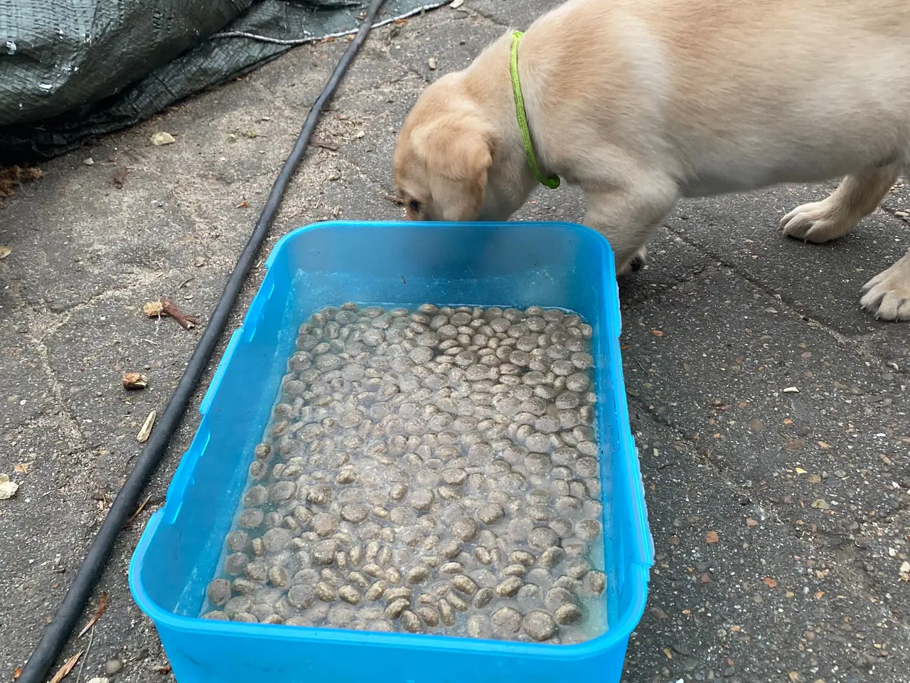 Billede 4 - Labrador hvalpe 2 gule tæver