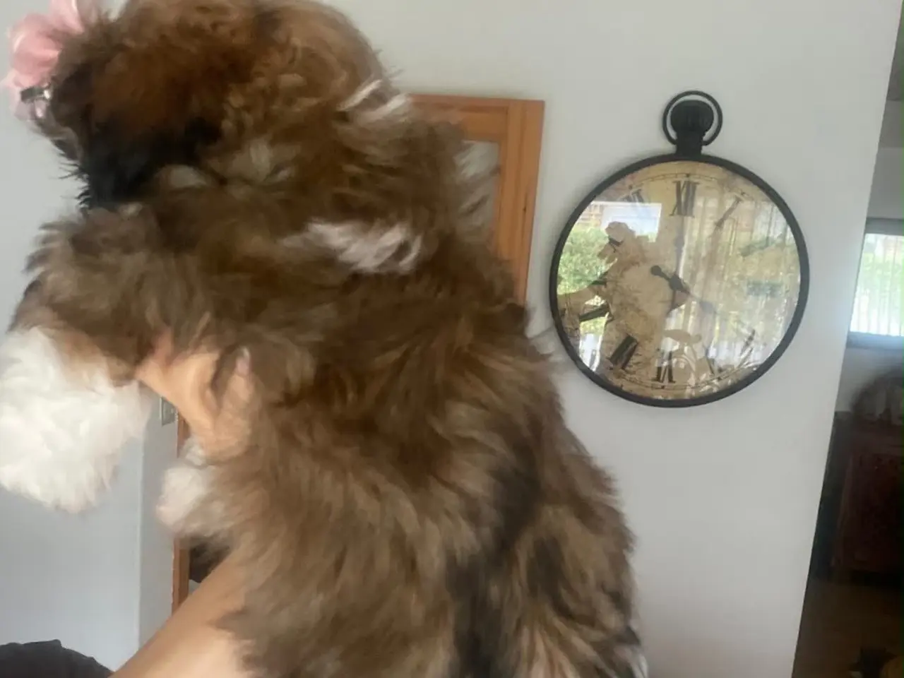 Billede 2 - Ægte Shih Tzu hvalpe
