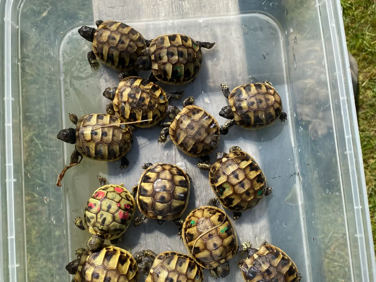 Billede 3 - Landskildpadde