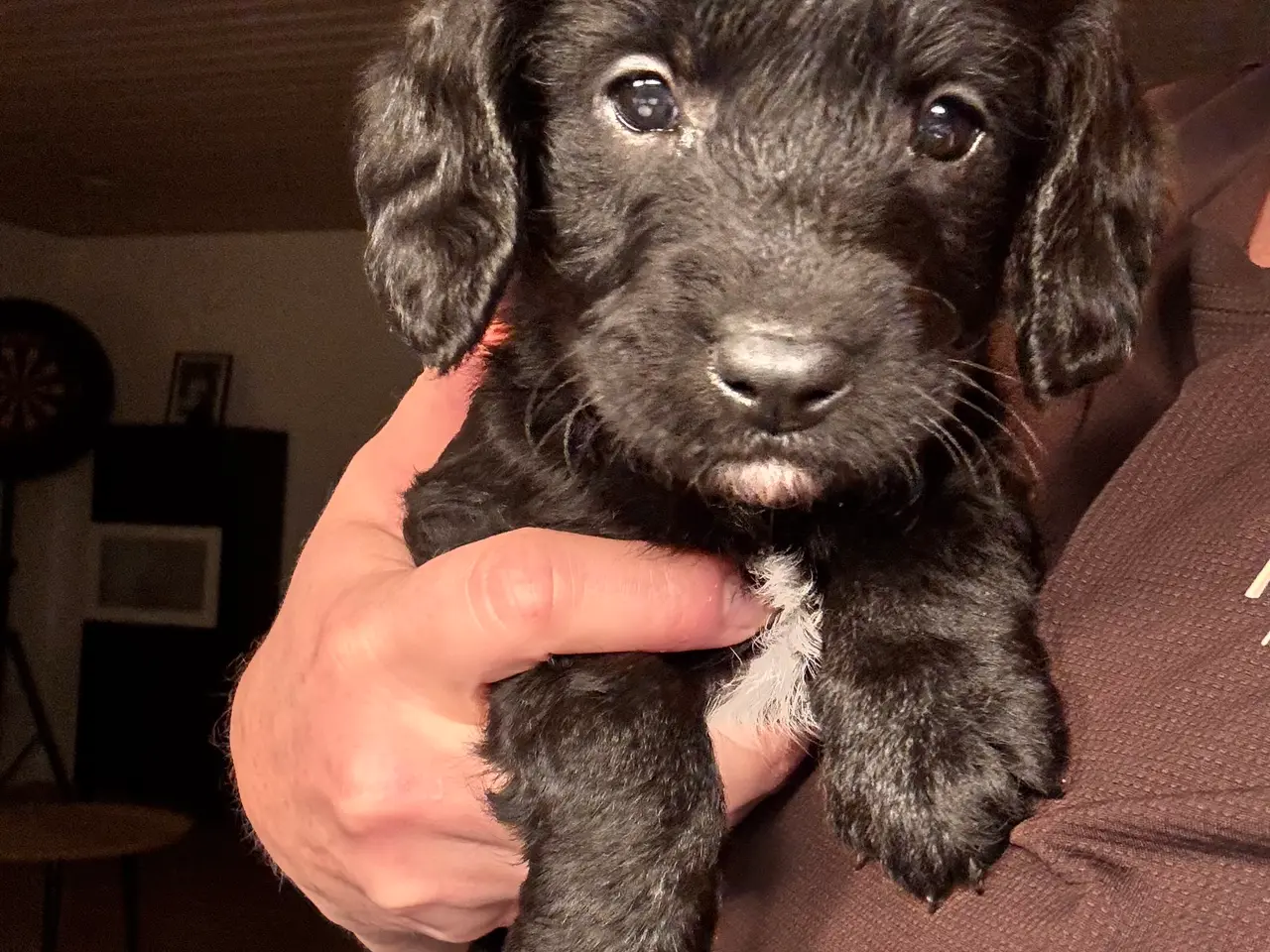 Billede 4 - Lækre Labradoodle hvalpe
