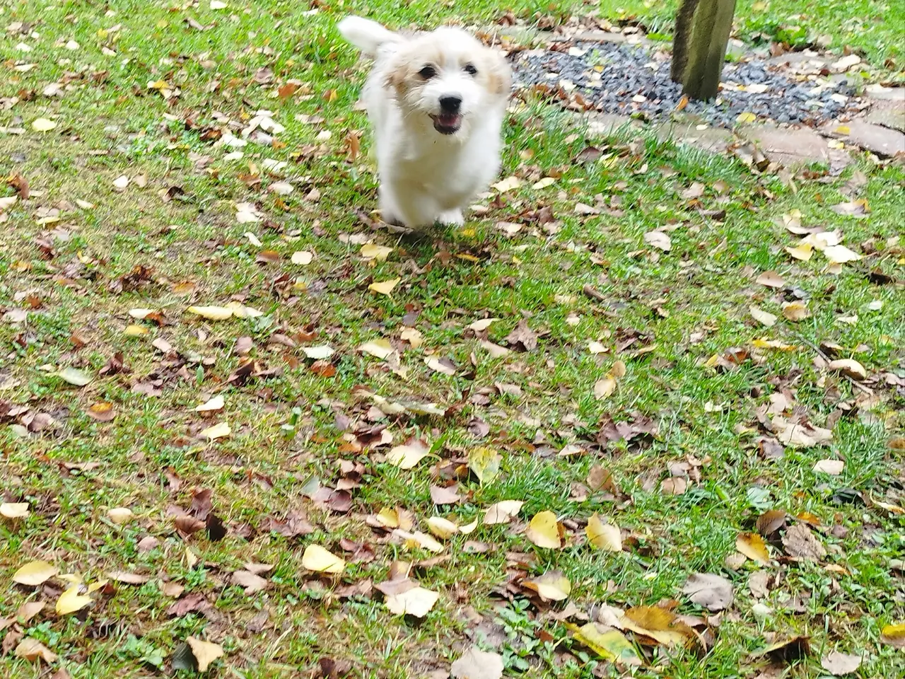 Billede 4 - Malteser/Coton de Tulear