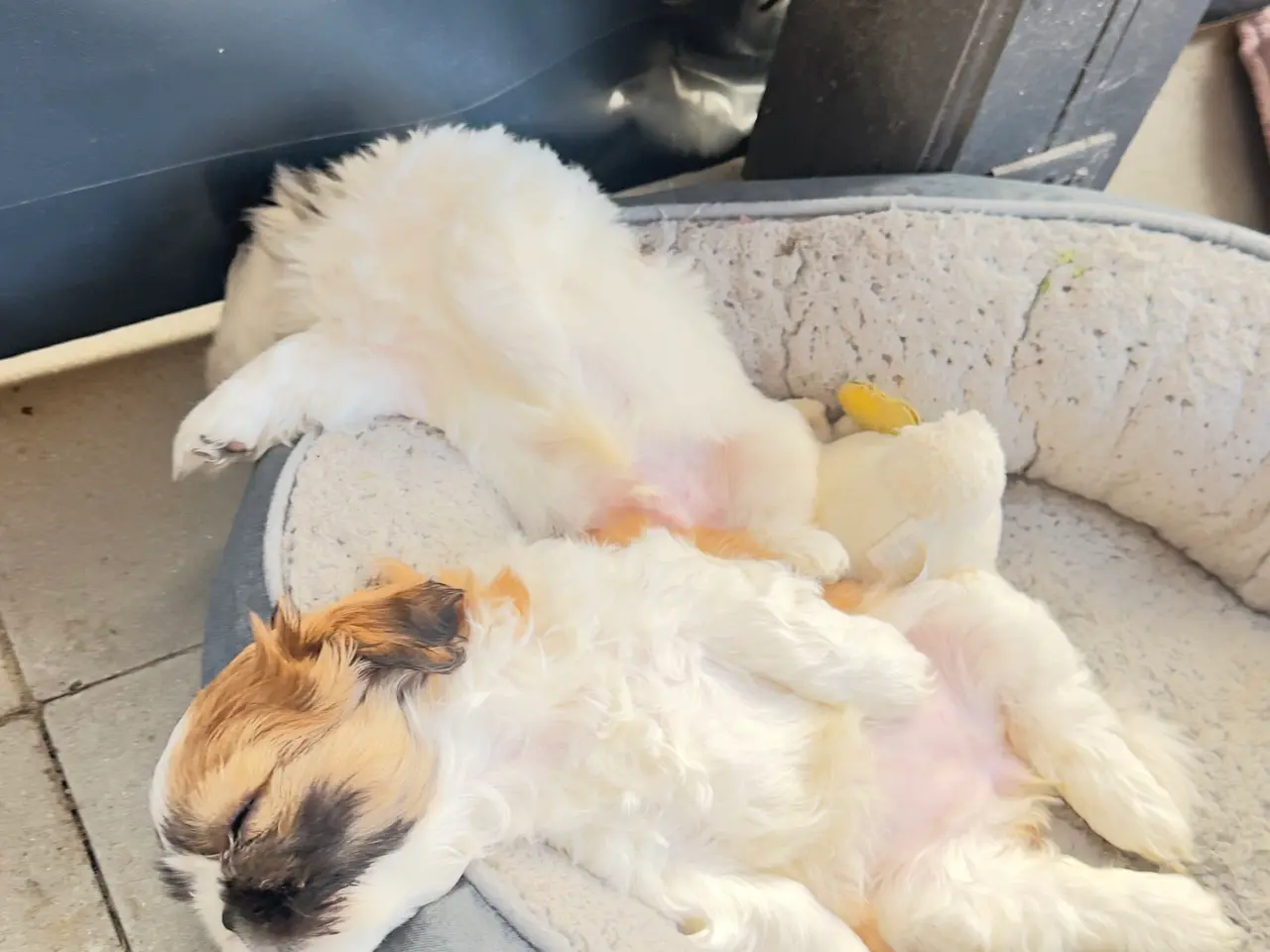 Billede 13 - 💙 Sød små Shih tzu Hvalpe søger sit forever-hjem