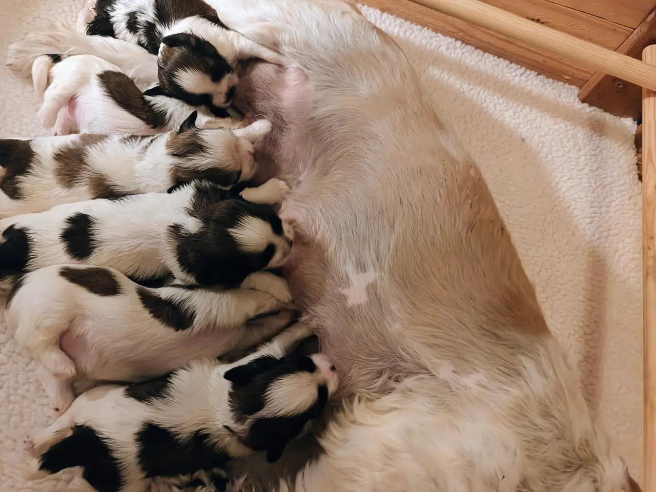 Billede 5 - Shih Tzu/Coton de Tulear-hvalpe