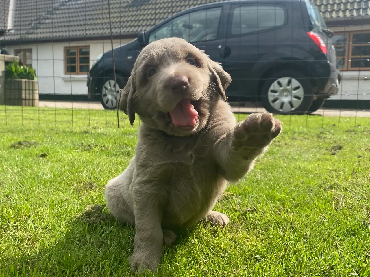 Billede 9 - Hvalp, bliver Golden retriever str