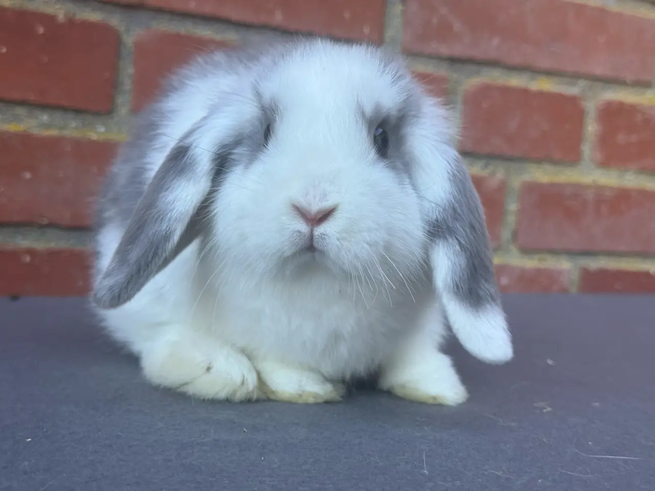 Billede 5 - Mini lop han kanin