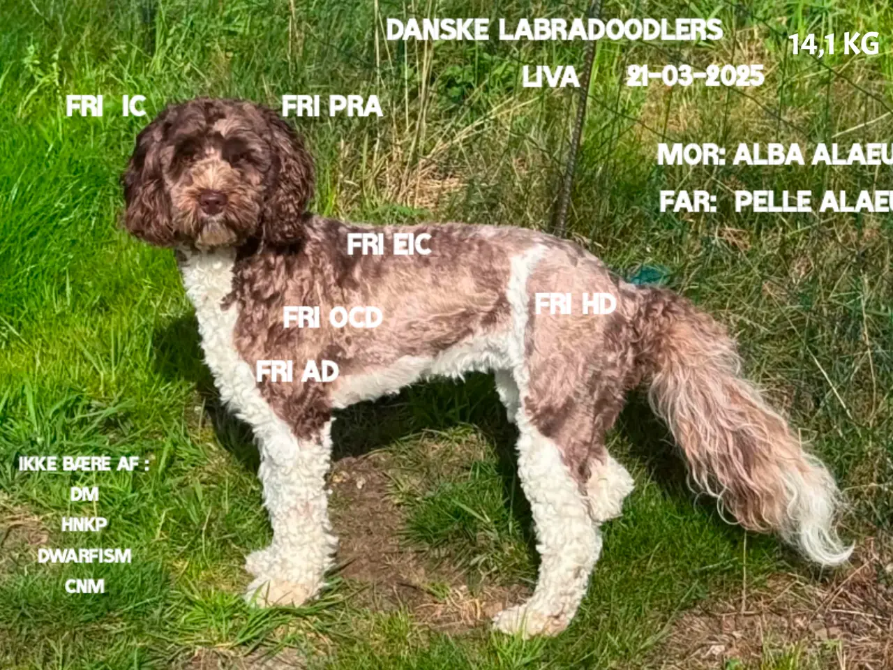 Billede 1 - Multigen labradoodlehvalpe 2027